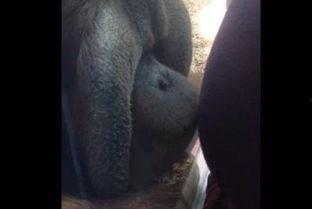 摸肚子视频,趣味互动视频带你轻松解压