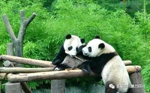 卧龙视频熊猫臭水,臭水问题引发环保关注